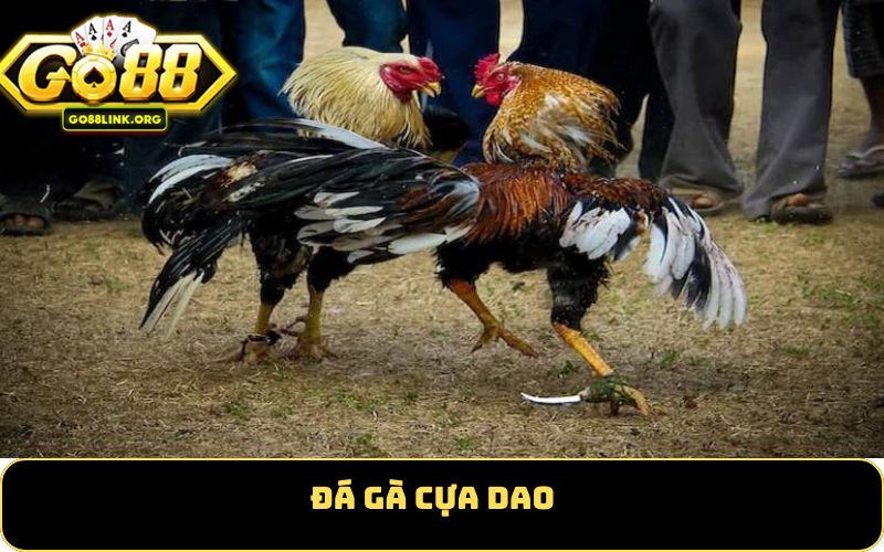 Đá gà cựa dao