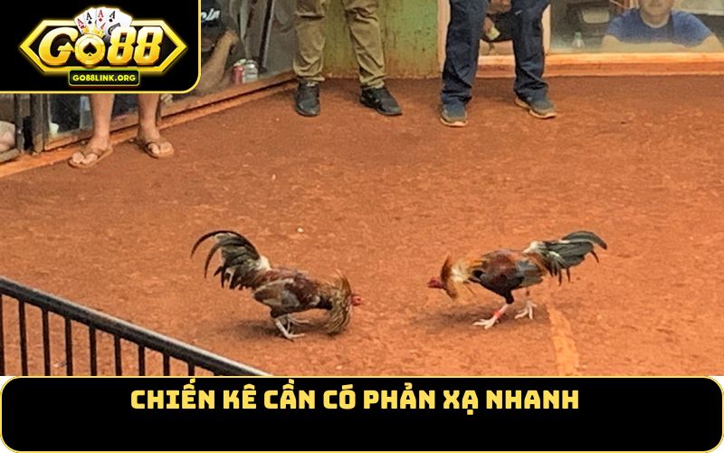 Chiến kê cần có phản xạ nhanh