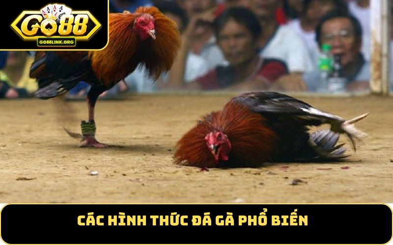 Các hình thức đá gà phổ biến
