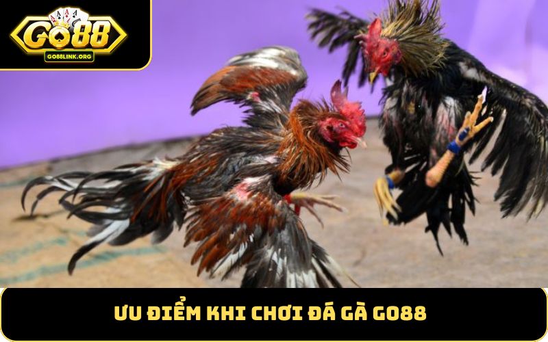Ưu điểm khi chơi đá gà GO88