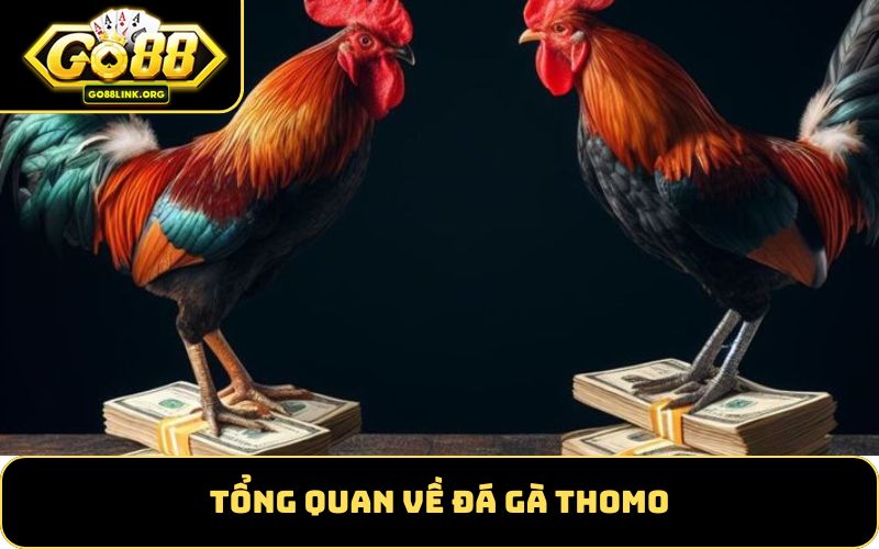 Tổng Quan Về Đá Gà Thomo