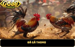 Đá gà thomo