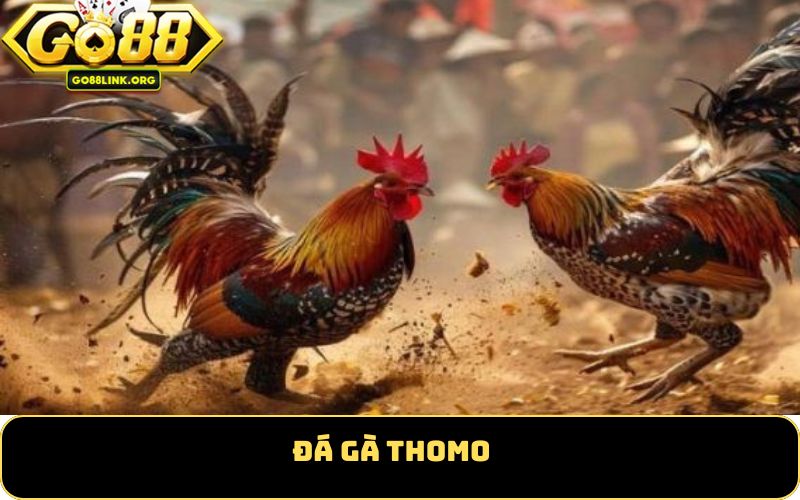 Đá gà thomo